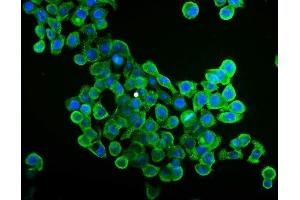 IF analysis of EIF4A1 using anti-EIF4A1 antibody (ABIN7603143). (EIF4A1 antibody  (N-Term))