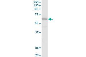Western Blotting (WB) image for anti-Fibronectin Type III and SPRY Domain Containing 1 (FSD1) (AA 1-496) antibody (ABIN528926)