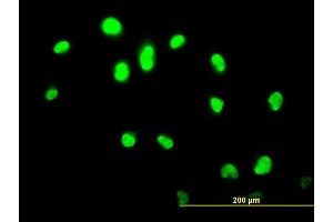 Immunofluorescence of monoclonal antibody to GABPA on HeLa cell. (GABPA antibody  (AA 1-100))