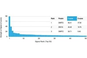 Analysis of Protein Array containing more than 19,000 full-length human proteins using DMRT2 Mouse Monoclonal Antibody (PCRP- DMRT2-1D3). (DMRT2 antibody)