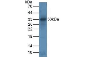 Detection of TPS in Mouse Intestine Tissue using Polyclonal Antibody to Tryptase (TPS) (TPSAB1 antibody  (AA 161-262))