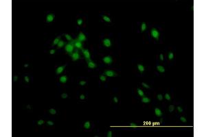 Immunofluorescence of monoclonal antibody to KLF11 on NIH/3T3 cell. (KLF11 antibody  (AA 404-512))