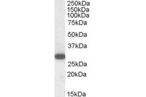 ABIN185237 (1µg/ml) staining of Human Peripheral Blood Mononucleocytes lysate (35µg protein in RIPA buffer). (RGS18 antibody  (C-Term))