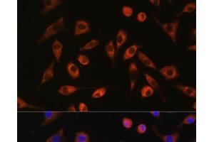 Immunofluorescence analysis of L929 cells using TP53I13 Polyclonal Antibody at dilution of 1:100. (TP53I13 antibody)