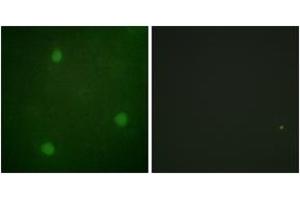 Immunofluorescence (IF) image for anti-DNA Cross-Link Repair 1C (DCLRE1C) (AA 482-531) antibody (ABIN2888646)