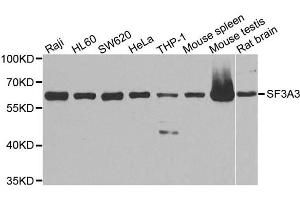 Western Blotting (WB) image for anti-Splicing Factor 3a, Subunit 3, 60kDa (SF3A3) antibody (ABIN1874748) (SF3A3 antibody)
