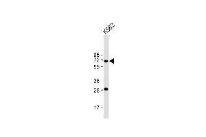 Anti-STT3A Antibody (Center) at 1:2000 dilution + K562 whole cell lysate Lysates/proteins at 20 μg per lane. (STT3A antibody  (AA 476-507))