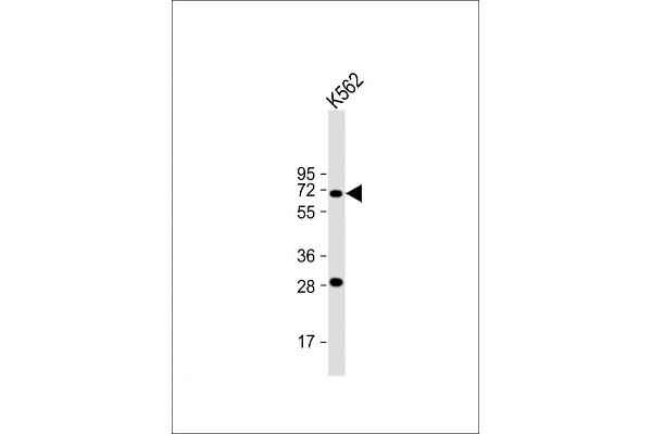 STT3A Antikörper  (AA 476-507)