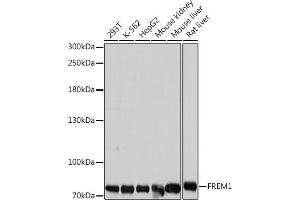 Western blot analysis of extracts of various cell lines, using FREM1 antibody (ABIN7267259) at 1:1000 dilution. (FREM1 antibody  (AA 1880-2179))