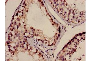 Immunohistochemistry of paraffin-embedded human testis tissue using ABIN7165721 at dilution of 1:100 (NELL2 antibody  (AA 511-637))