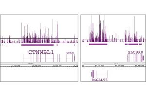 Histone H3K9me1 antibody (pAb) tested by ChIP-chip.