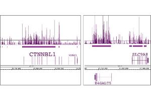 Histone H3K9me1 antibody (pAb) tested by ChIP-chip. (Histone 3 antibody  (meLys9))