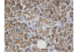 Immunoperoxidase of monoclonal antibody to GLYAT on formalin-fixed paraffin-embedded human salivary gland. (GLYAT antibody  (AA 64-163))