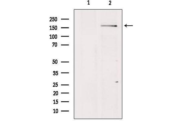 BAI1 antibody  (Internal Region)
