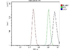 Flow Cytometry analysis of MCF-7 cells using anti-ZIC3 antibody (ABIN7599755). (ZIC3 antibody  (AA 113-455))