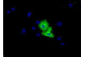 Immunofluorescence (IF) image for anti-Von Willebrand Factor A Domain Containing 5A (VWA5A) antibody (ABIN1501748) (VWA5A antibody)