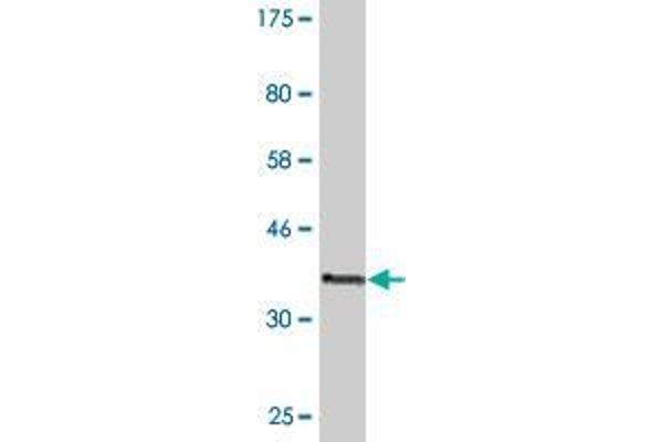 DNMBP antibody  (AA 491-590)
