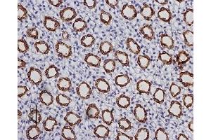 Expression of AQP2 in rat kidney - Immunohistochemical staining of rat kidney paraffin embedded section showing the inner medulla using Anti-Aquaporin 2 Antibody (ABIN7042935, ABIN7045196 and ABIN7045197), (1:100). (AQP2 antibody  (Intracellular))