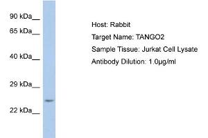 Host: Rabbit Target Name: TANGO2 Sample Type: Jurkat Whole Cell lysates Antibody Dilution: 1. (C22orf25 antibody  (Middle Region))