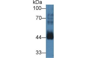 Detection of CCNB2 in Mouse Testis lysate using Polyclonal Antibody to Cyclin B2 (CCNB2) (Cyclin B2 antibody  (AA 58-398))