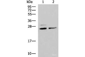 Western blot analysis of Hela and K562 cell lysates using SNRPB2 Polyclonal Antibody at dilution of 1:1600 (SNRPB2 antibody)
