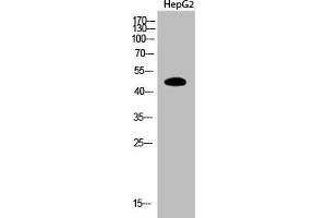 Western Blot analysis of HepG2 cells using Acetyl-PTEN (K402) Polyclonal Antibody (PTEN antibody  (acLys402))