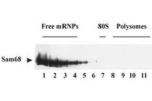 Sam68 associated with polysomal RNA and RNA granules. (KHDRBS1 antibody)