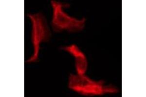 ABIN6274611 staining Hela by IF/ICC. (TMEM30B antibody  (Internal Region))