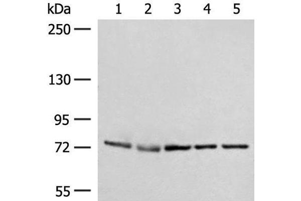 POLH antibody