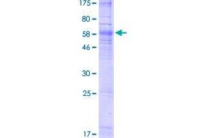 Image no. 1 for Neuropeptide Y Receptor Y4 (NPY4R) (AA 1-375) protein (GST tag) (ABIN1316104) (NPY4R Protein (AA 1-375) (GST tag))
