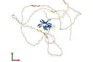 AlphaFold protein structure predicition of Mouse Recombinant Rbfox2 Protein, UniprotID Q8BP71