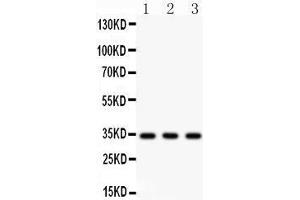 Anti- Caspase-7 Picoband antibody, Western blotting All lanes: Anti Caspase-7 at 0.