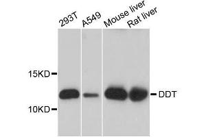Western blot analysis of extracts of various cell lines, using DDT antibody. (DDT antibody  (AA 1-118))