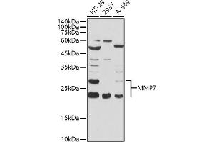 Western blot analysis of extracts of various cell lines, using MMP7 antibody (ABIN3021102, ABIN3021103, ABIN3021104, ABIN1513214 and ABIN6213952) at 1:1000 dilution. (MMP7 antibody  (AA 18-267))