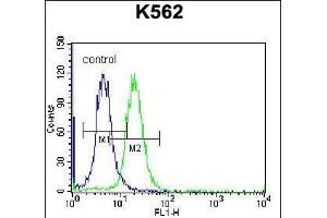 FSHB/FSH Antibody (Center) (ABIN656979 and ABIN2846162) flow cytometric analysis of K562 cells (right histogram) compared to a negative control cell (left histogram). (FSHB antibody  (AA 36-64))