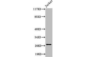 Western Blot analysis of Jurkat cells using Cleaved-Tumstatin (P1426) Polyclonal Antibody (COL4a3 antibody  (Cleaved-Pro1426))