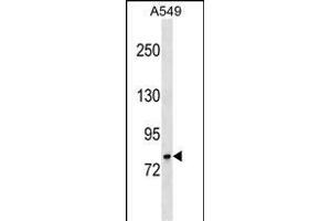 GLB1 Antibody (N-term) (ABIN1539616 and ABIN2849143) western blot analysis in A549 cell line lysates (35 μg/lane).