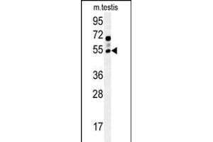 GABRG2 Antibody (Center) (ABIN654148 and ABIN2844015) western blot analysis in mouse testis tissue lysates (15 μg/lane).