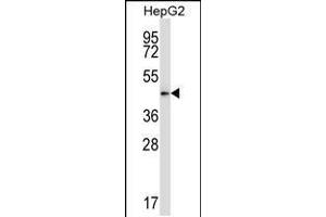 Western blot analysis in HepG2 cell line lysates (35ug/lane). (PDK2 antibody  (N-Term))