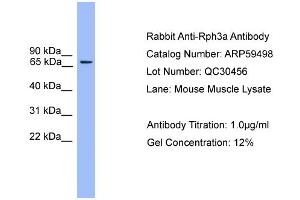 WB Suggested Anti-Rph3a  Antibody Titration: 0. (RPH3A antibody  (N-Term))