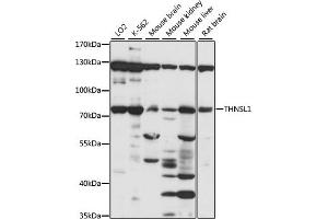 Western blot analysis of extracts of various cell lines, using THNSL1 antibody (ABIN7270815) at 1:1000 dilution. (THNSL1 antibody  (AA 534-743))