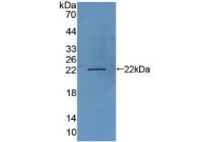 Western blot analysis of recombinant Human LAMP3. (LAMP3 antibody  (AA 222-381))