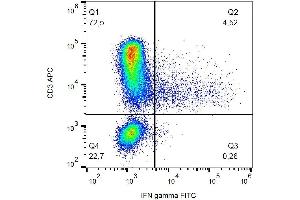 Intracellular staining of IFN gamma in PHA-activated human PBMC with anti-IFN gamma (4S. (Interferon gamma antibody  (FITC))