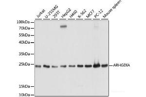 Western blot analysis of extracts of various cell lines using ARHGDIA Polyclonal Antibody at dilution of 1:1000. (ARHGDIA antibody)