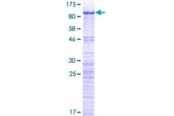 Nucleostemin Protein (AA 1-549) (GST tag)