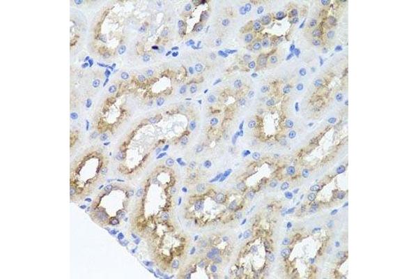 AMBRA1 antibody  (AA 1109-1208)