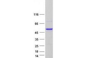 Validation with Western Blot (CHN2 Protein (Transcript Variant 2) (Myc-DYKDDDDK Tag))