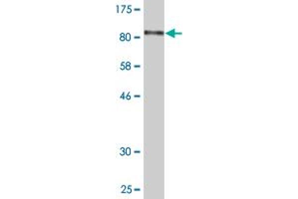 RHPN2 antibody  (AA 1-686)