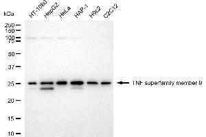 anti-Tumor Necrosis Factor (Ligand) Superfamily, Member 9 (TNFSF9) antibody
