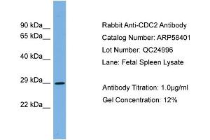 WB Suggested Anti-CDC2  Antibody Titration: 0. (CDK1 antibody  (Middle Region))